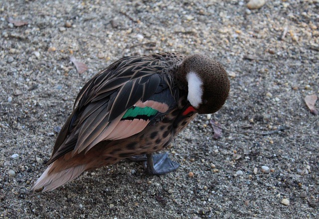 Download gratuito uccello aviario animale fauna selvatica natura foto gratis da modificare con l'editor di immagini online gratuito di GIMP