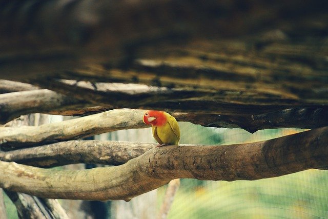 دانلود رایگان عکس مگس منقار بال پر پرندگان پرنده برای ویرایش با ویرایشگر تصویر آنلاین رایگان GIMP