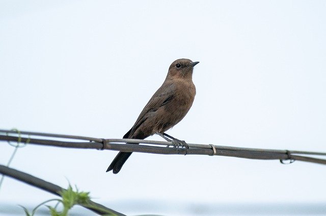 Бесплатно скачать птица птица индийский чат животное бесплатное изображение для редактирования в GIMP бесплатный онлайн-редактор изображений