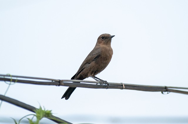 Free download bird avian indian chat animal free picture to be edited with GIMP free online image editor