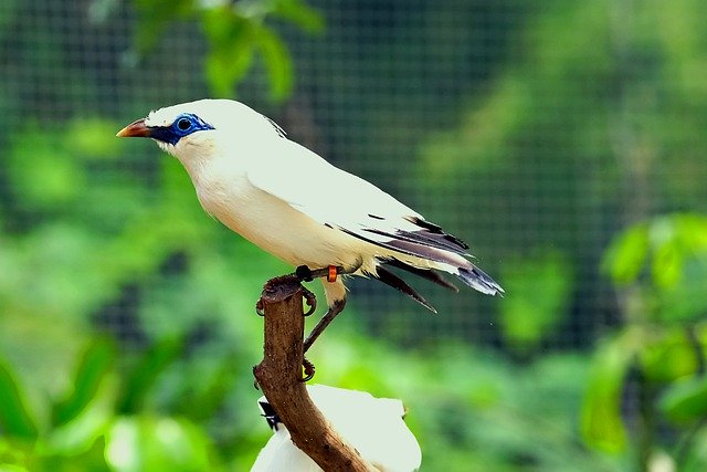 Free download bird bali myna ornithology species free picture to be edited with GIMP free online image editor