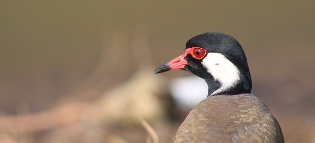 Free download bird bird eye animal nature free picture to be edited with GIMP free online image editor