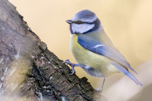 Free download bird blue tit tit plumage animal free picture to be edited with GIMP free online image editor