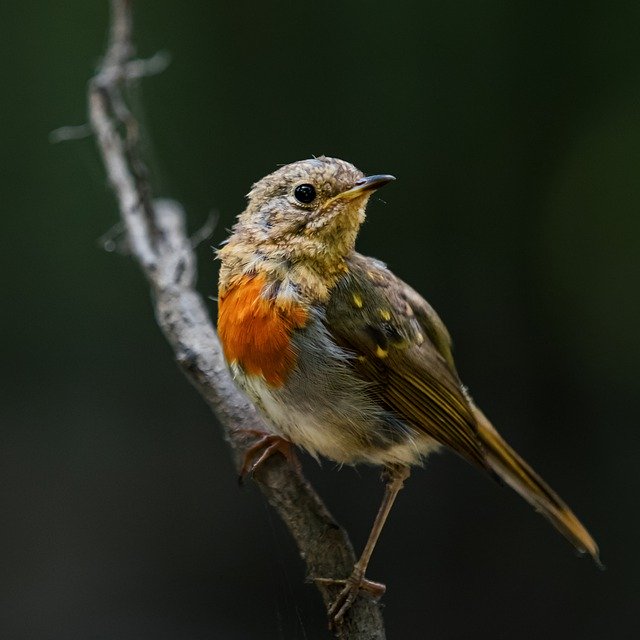 Free download bird branch red neck beak feathers free picture to be edited with GIMP free online image editor