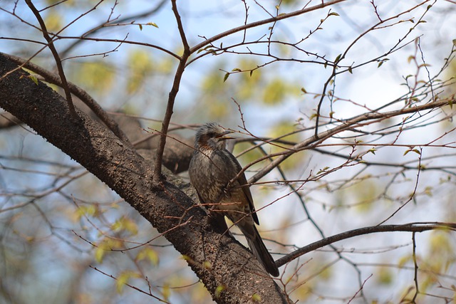 Free download bird brown eared bulbul ornithology free picture to be edited with GIMP free online image editor