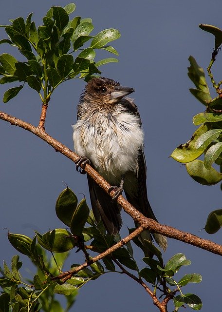 Free download bird butcherbird habitat species free picture to be edited with GIMP free online image editor
