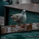 Bird by the pool  screen for extension Chrome web store in OffiDocs Chromium