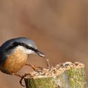 Bird Catching Worms  screen for extension Chrome web store in OffiDocs Chromium