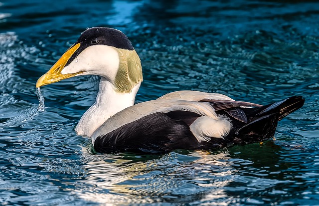 Free download Bird Common Eider Seabirds -  free photo or picture to be edited with GIMP online image editor