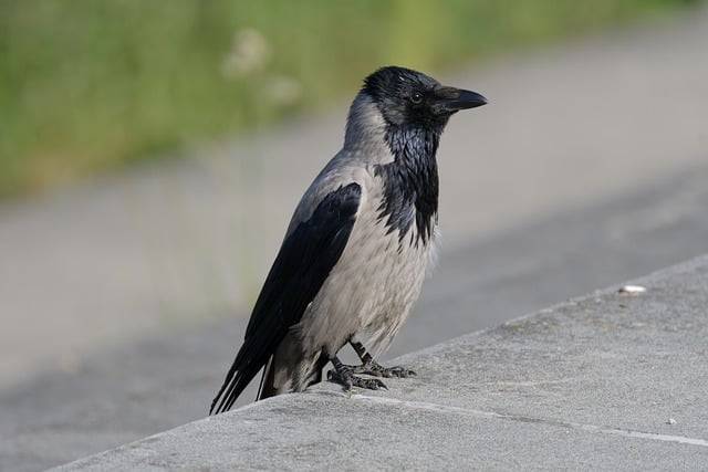 जीआईएमपी मुफ्त ऑनलाइन छवि संपादक के साथ संपादित करने के लिए पक्षी कौवा पंख चोंच वाली मुफ्त तस्वीर डाउनलोड करें