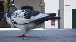 Free download Bird Dove Santa Cruz De La Palma -  free video to be edited with OpenShot online video editor