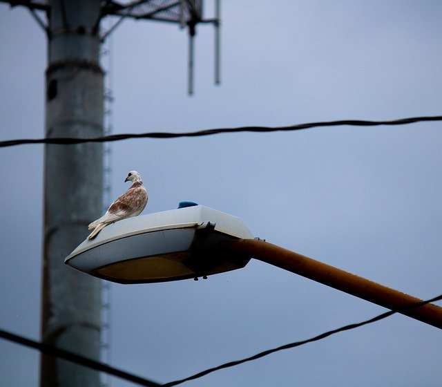 הורדה חינם של bird dove אור רחוב תמונה חינמית לעריכה עם עורך תמונות מקוון בחינם של GIMP