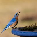 Bird Drinking Water  screen for extension Chrome web store in OffiDocs Chromium