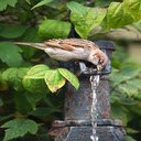 Bird drinking water wallpaper  screen for extension Chrome web store in OffiDocs Chromium