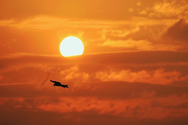 Free download bird eagle sky sunset nature free picture to be edited with GIMP free online image editor