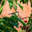 Bird Eating Red Fruit  screen for extension Chrome web store in OffiDocs Chromium