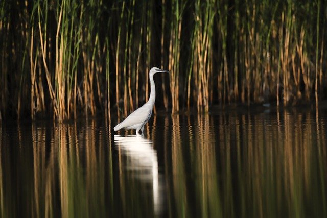 Free download bird egret lake feathers plumage free picture to be edited with GIMP free online image editor