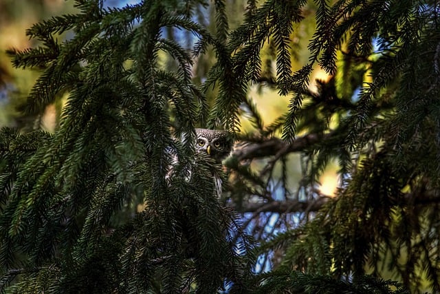 ดาวน์โหลดภาพฟรี bird eurasian pygmy owl owl ฟรีที่จะแก้ไขด้วย GIMP โปรแกรมแก้ไขรูปภาพออนไลน์ฟรี