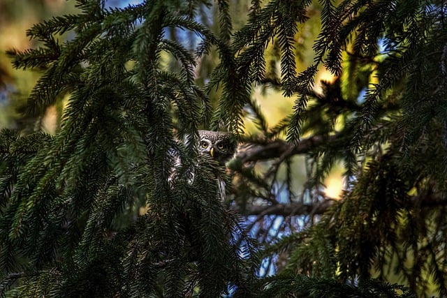Free download bird eurasian pygmy owl owl free picture to be edited with GIMP free online image editor