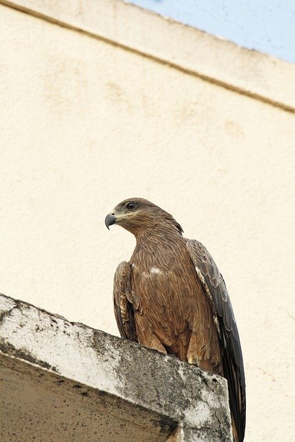 Muat turun percuma mata burung bintik-bintik bulu gambar percuma untuk diedit dengan editor imej dalam talian percuma GIMP