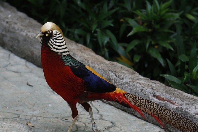 Free download bird eyes crown tail colorful free picture to be edited with GIMP free online image editor