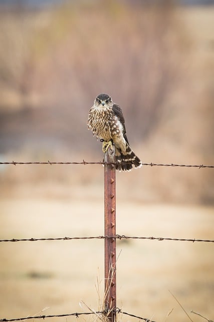 Descarga gratuita pájaro halcón cetrería animal naturaleza imagen gratis para editar con GIMP editor de imágenes en línea gratuito