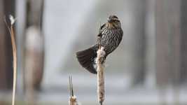 Free download Bird Feather Marsh -  free video to be edited with OpenShot online video editor