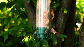 Download gratuito Bird Feeder Birds Garden - video gratuito da modificare con l'editor video online OpenShot