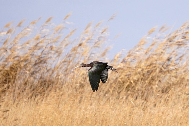 Free download bird field flight cane thicket free picture to be edited with GIMP free online image editor