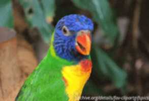 Free download Bird Gifs 2 free photo or picture to be edited with GIMP online image editor