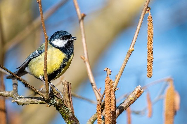 Download gratuito di uccelli cinciallegra specie di ornitologia foto gratis da modificare con l'editor di immagini online gratuito di GIMP