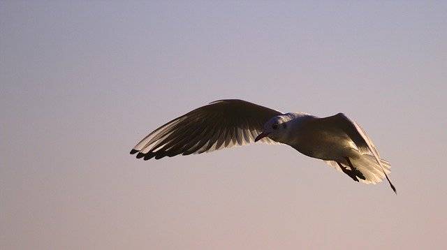 تنزيل Bird Gull Animal - صورة مجانية أو صورة مجانية ليتم تحريرها باستخدام محرر الصور عبر الإنترنت GIMP