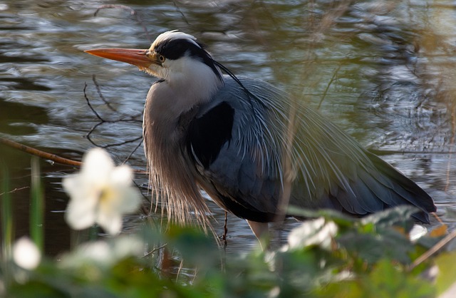 Free download bird heron animal grey heron free picture to be edited with GIMP free online image editor