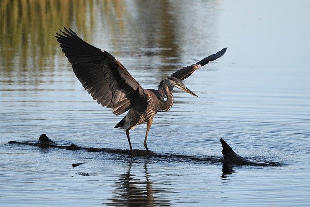 Free download bird heron great blue heron wing free picture to be edited with GIMP free online image editor