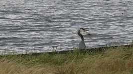 Free download Bird Heron Slow -  free video to be edited with OpenShot online video editor