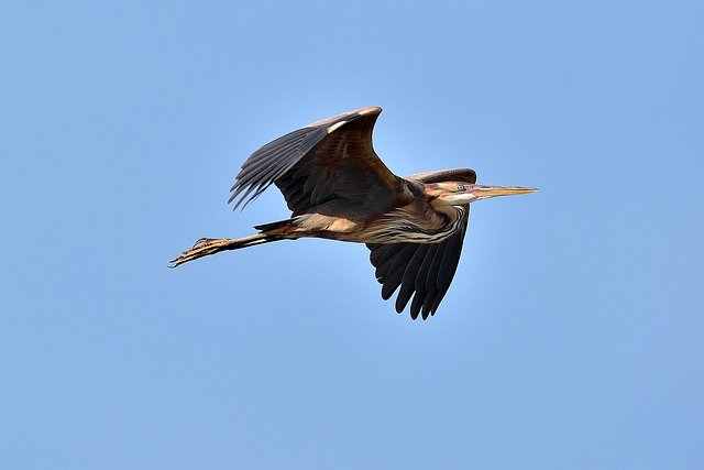 Free download bird heron wings flight sky free picture to be edited with GIMP free online image editor