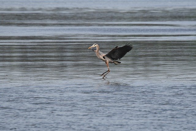 Free download bird heron wings ocean water free picture to be edited with GIMP free online image editor