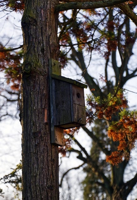 دانلود رایگان birdhouse nes shelter درخت عکس طبیعت رایگان برای ویرایش با ویرایشگر تصویر آنلاین رایگان GIMP
