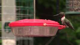 دانلود رایگان Bird Hummingbird Nature - ویدیوی رایگان قابل ویرایش با ویرایشگر ویدیوی آنلاین OpenShot