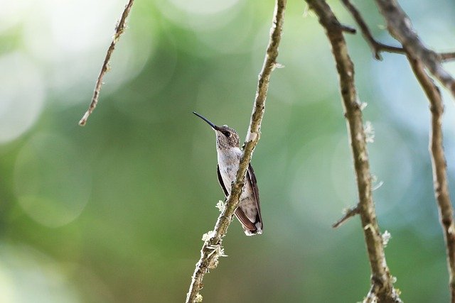 Free download bird hummingbird perched feathers free picture to be edited with GIMP free online image editor