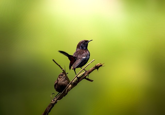Free download bird indian robin wildlife wild free picture to be edited with GIMP free online image editor