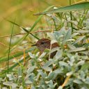 Bird in the bush  screen for extension Chrome web store in OffiDocs Chromium