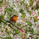 Bird in the Sea of ​​Flowers  screen for extension Chrome web store in OffiDocs Chromium