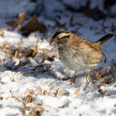 bird in the winter sky  screen for extension Chrome web store in OffiDocs Chromium