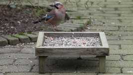 Free download Bird Jay Feeding Compound -  free video to be edited with OpenShot online video editor