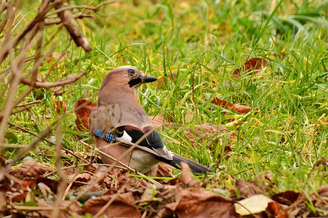 Free download bird jay matry bird winged animal free picture to be edited with GIMP free online image editor