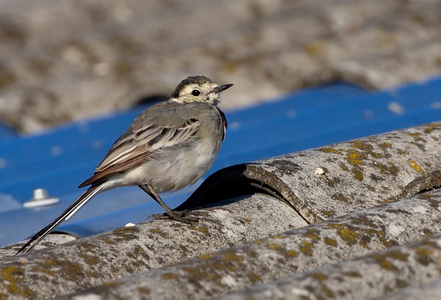 Free download bird juvenile pied wagtail wagtail free picture to be edited with GIMP free online image editor