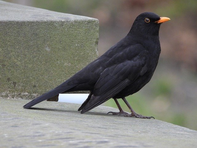 دانلود رایگان تصویر رایگان طبیعت پارک سیاه معمولی پرنده kos برای ویرایش با ویرایشگر تصویر آنلاین رایگان GIMP