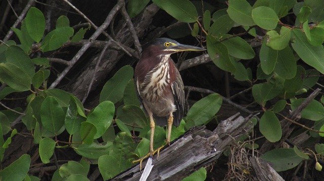 免费下载 Bird Little Green Heron Mangrove - 可使用 GIMP 在线图像编辑器编辑的免费照片或图片