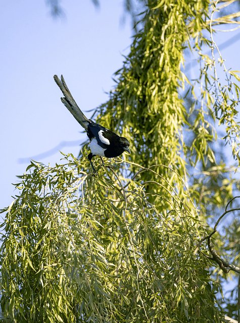 Free download bird magpie feathers nature animal free picture to be edited with GIMP free online image editor